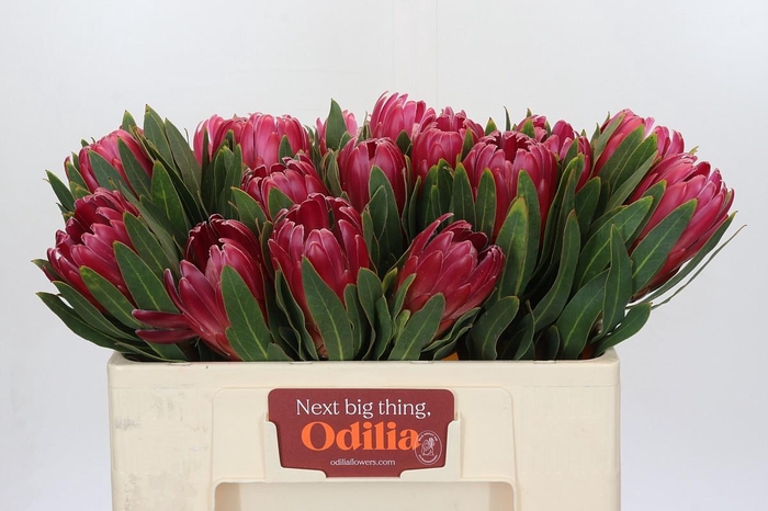 Protea Brenda