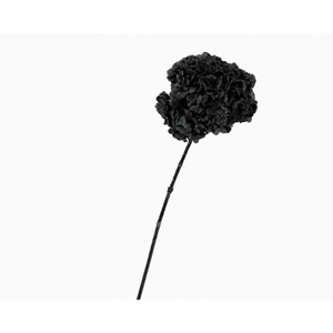 Dried Bleached Hydrangea Anna Black