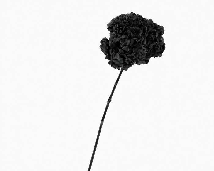<h4>Dried Bleached Hydrangea Anna Black</h4>