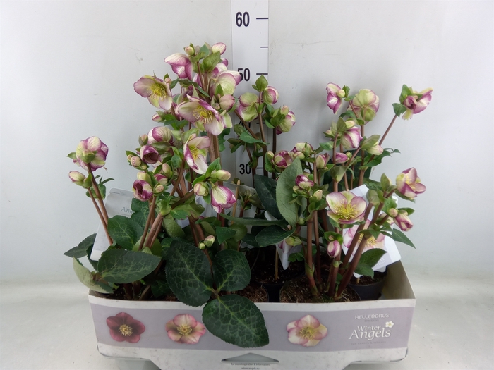 <h4>Helleborus  'Fkiss Glendas Gloss'</h4>