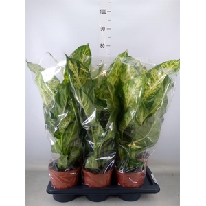 Dieffenbachia  'Mars'