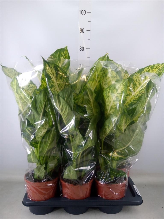 <h4>Dieffenbachia  'Mars'</h4>