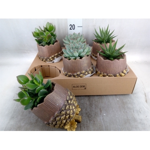 Arr.  Succulents L%