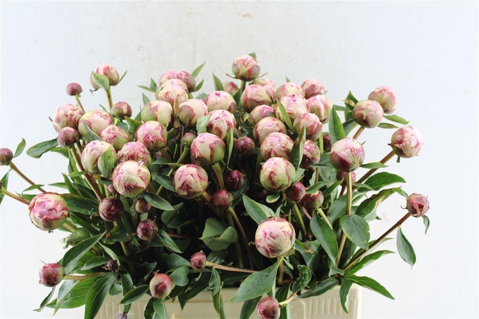 <h4>Paeonia Sarah Bernhard Pink</h4>
