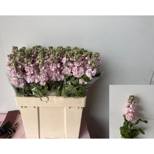 MATTH MATHILDA PINK