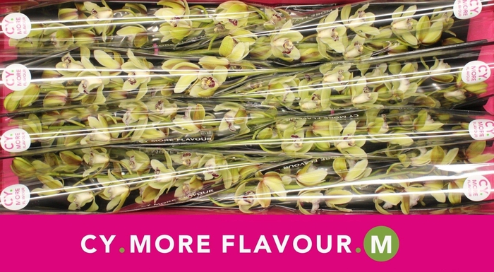 Cymbidium Santa Express