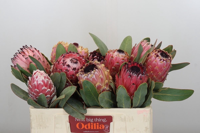 <h4>Protea Barbigera Air</h4>