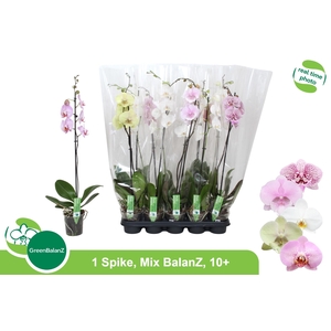 PHAL GEM