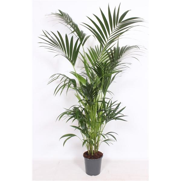 <h4>Howea forsteriana</h4>