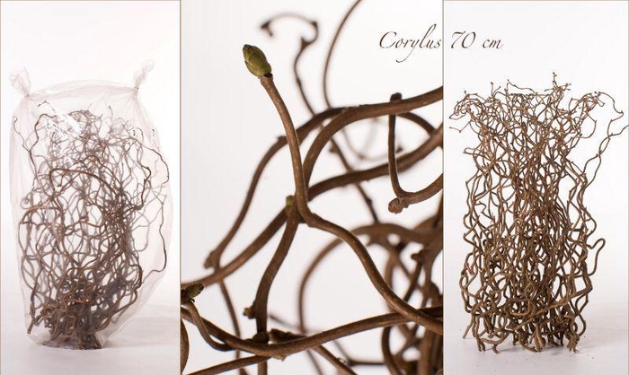 <h4>CORYL AV CONTORTA</h4>