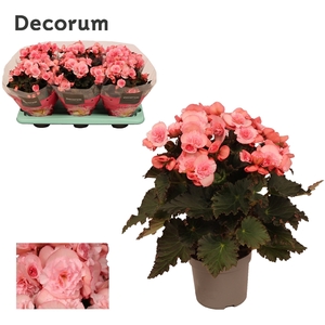 Begonia ''joy pink'' licht rose 13cm