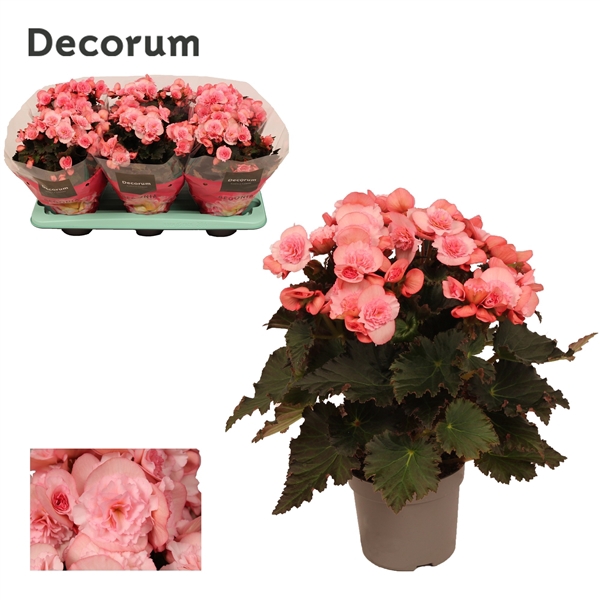 Begonia ''joy pink'' licht rose 13cm