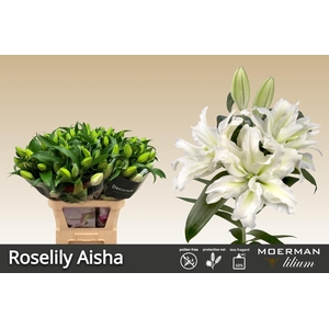 LI OR DU RL AISHA