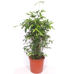Dracaena surculosa
