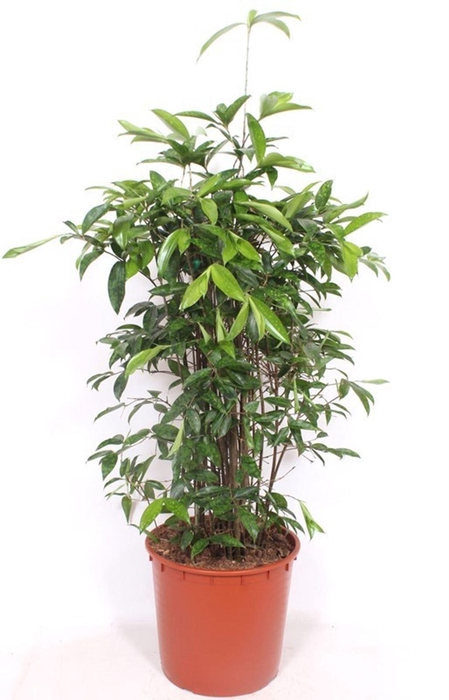 <h4>Dracaena surculosa</h4>