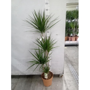 Dracaena marg.