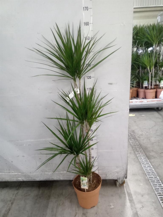 <h4>Dracaena marg.</h4>