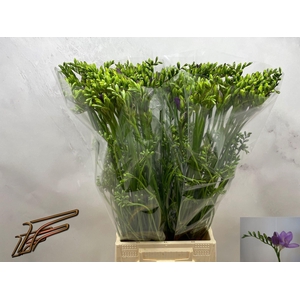 Freesia enk Delta River