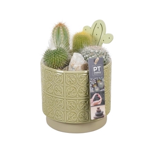 PTCT4625 Arrangement Cactus in keramiek pot