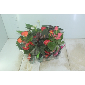 ANTHURIUM VARIADO P09