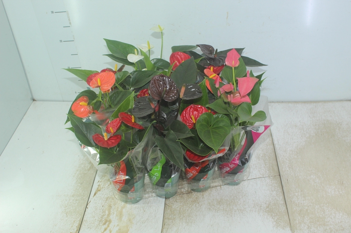 <h4>ANTHURIUM VARIADO P09</h4>