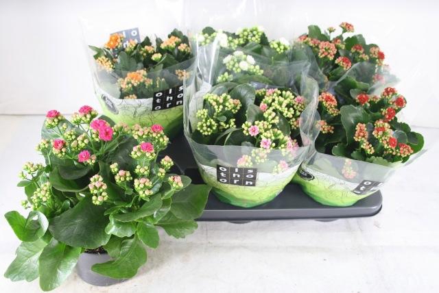 <h4>Kal Ge Gem 5 Kl</h4>