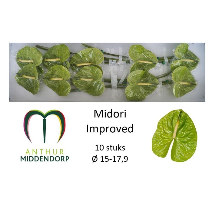 <h4>Anth A Midori Imp</h4>