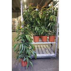 arr8 Fic Bin Amstel King