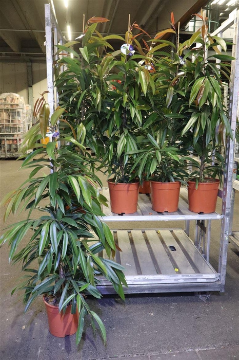 <h4>arr8 Fic Bin Amstel King</h4>