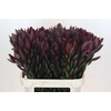 Leucadendron Saf Sunset Dark R.
