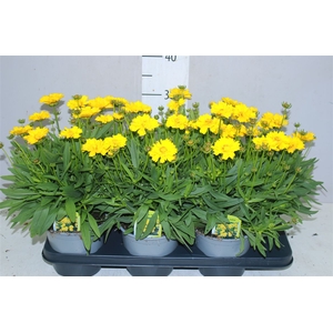 Coreopsis Presto