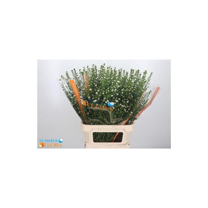 <h4>Aster Paquita</h4>