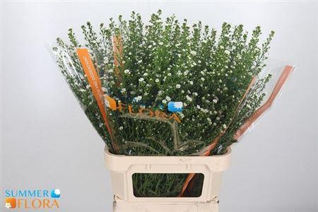 <h4>Ast Paquita White</h4>