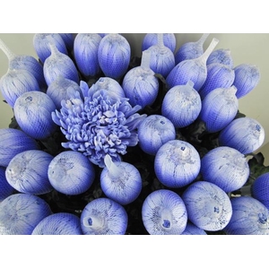 Chr G Antonov Pastel Lilac