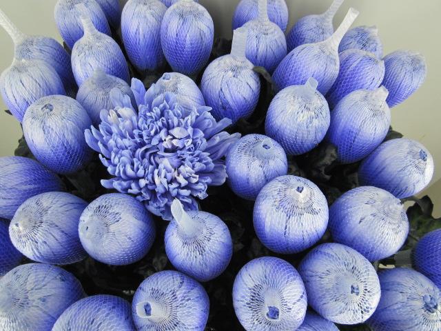 <h4>Chr G Antonov Pastel Lilac</h4>