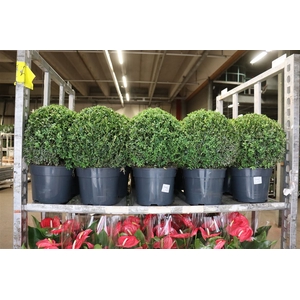 Buxu Sempervirens