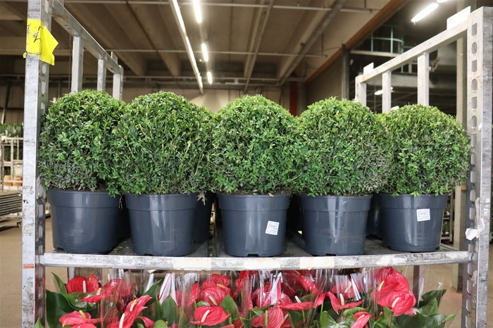 <h4>Buxu Sempervirens</h4>