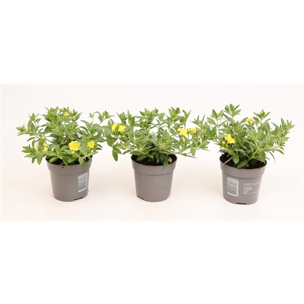 <h4>Calibrachoa Double MiniFamous® Neo Yellow</h4>