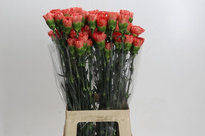 <h4>Dianthus St Arno</h4>