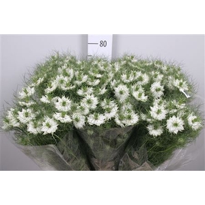 Nige D Bridal White