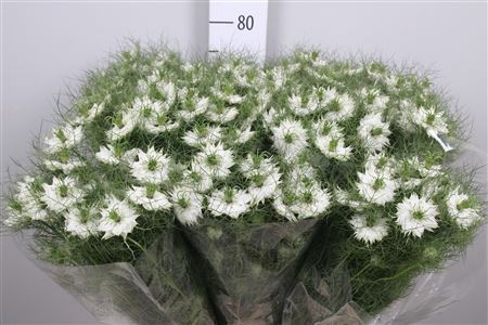 <h4>Nige D Bridal White</h4>