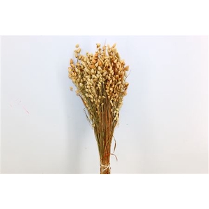 DRIED BRIZA MAXIMA 50CM NATURAL BUN