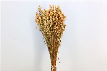 <h4>DRIED BRIZA MAXIMA 50CM NATURAL BUN</h4>