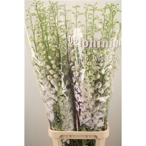 Delph El Dewi White Smile