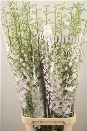 <h4>Delph El Dewi White Smile</h4>