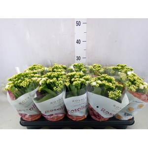 Kalanchoe blos. 'RosDon Dione'