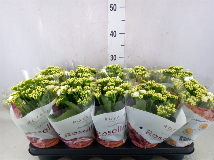 <h4>Kalanchoe blos. 'RosDon Dione'</h4>