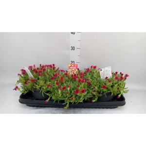 Delosperma coop. 'JewDesert'  ..mix