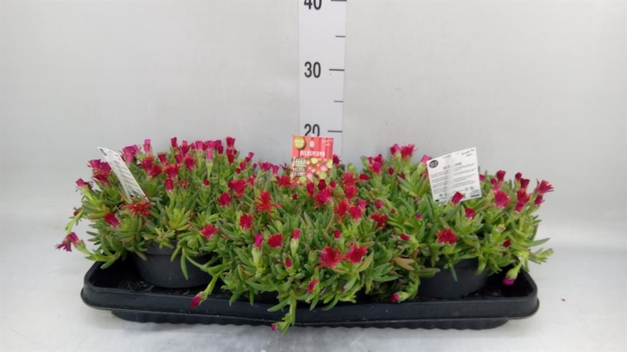 <h4>Delosperma coop. 'JewDesert'  ..mix</h4>