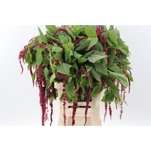 Amaranthus cau Red Cord